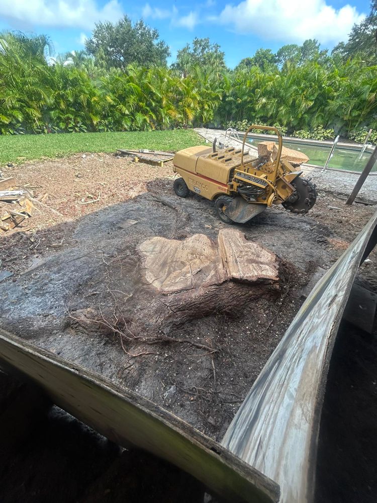 Tree Removal for Grizzly Stump Grinding in Sarasota, FL