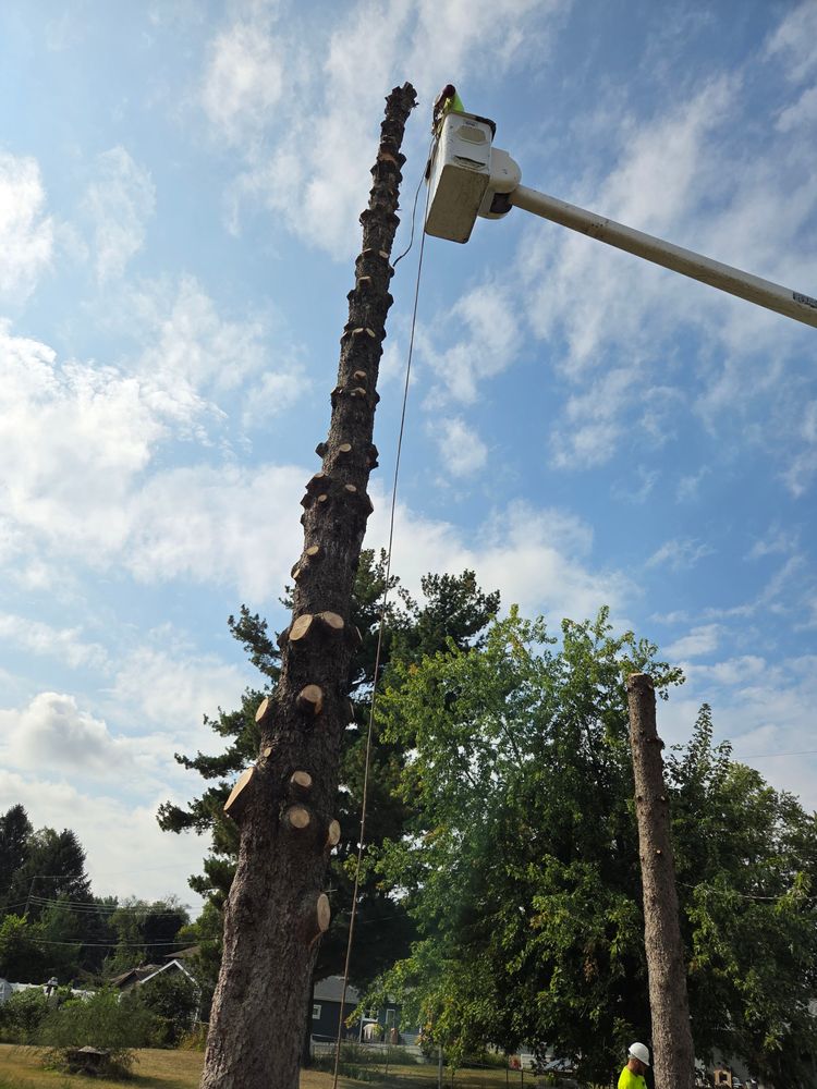 All Photos for O&O Tree Service in Rockford, IL