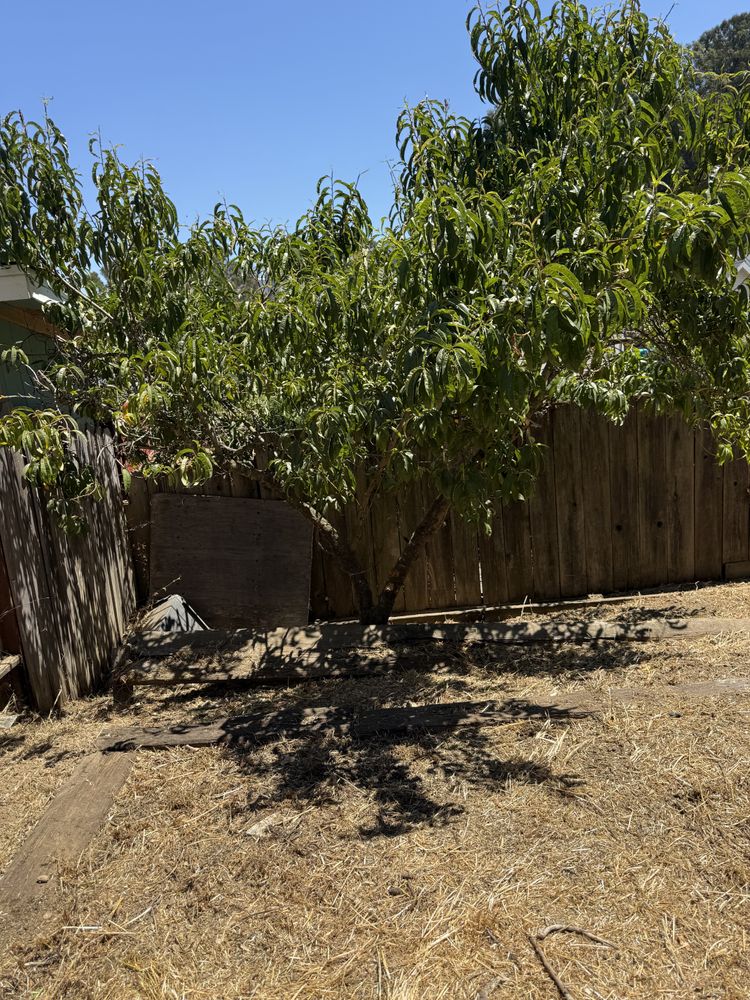 All Photos for CBA Landscaping in Hayward, CA