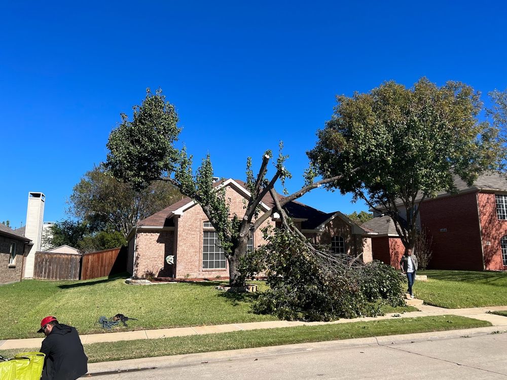 Enhance your landscape with our expert Shrub Trimming service, designed to maintain healthy growth and beautiful shapes for your shrubs, ensuring a pristine and vibrant outdoor space all year round. for Imber’s Tree Service LLC in Arlington, TX