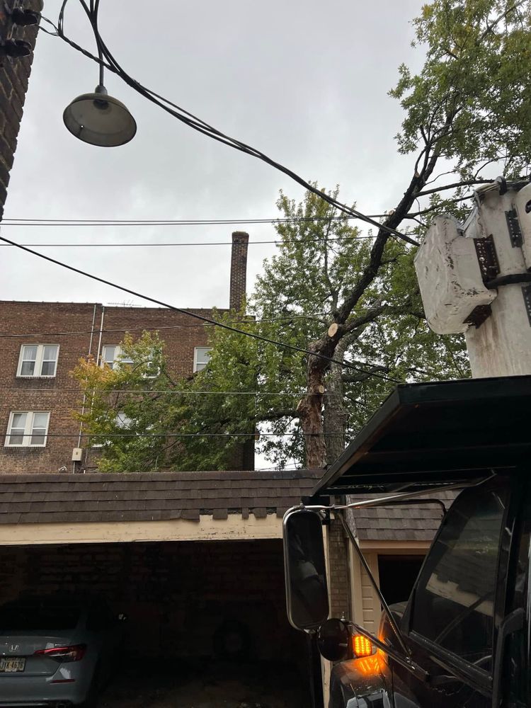Tree Removal for Down To Earth Tree Service, LLC in Olmsted Falls, OH