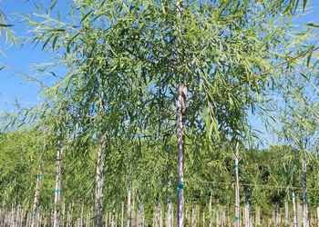 All Photos for Cunningham's Lawn & Landscaping LLC in Daytona Beach, Florida