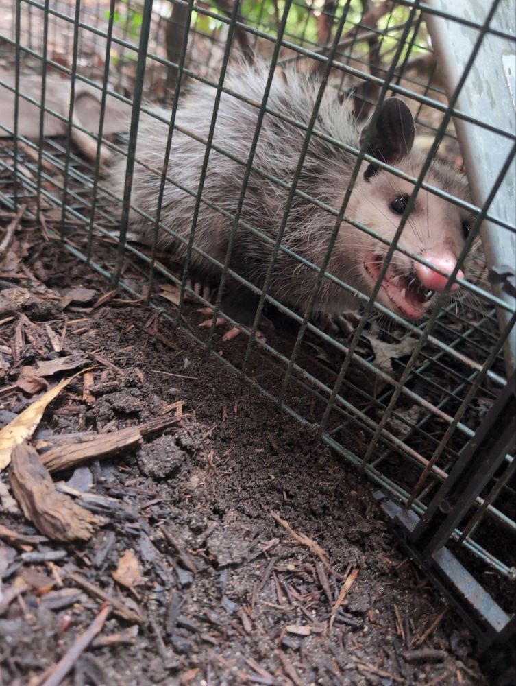 All Photos for Topper's Wildlife Removal in Garland, TX