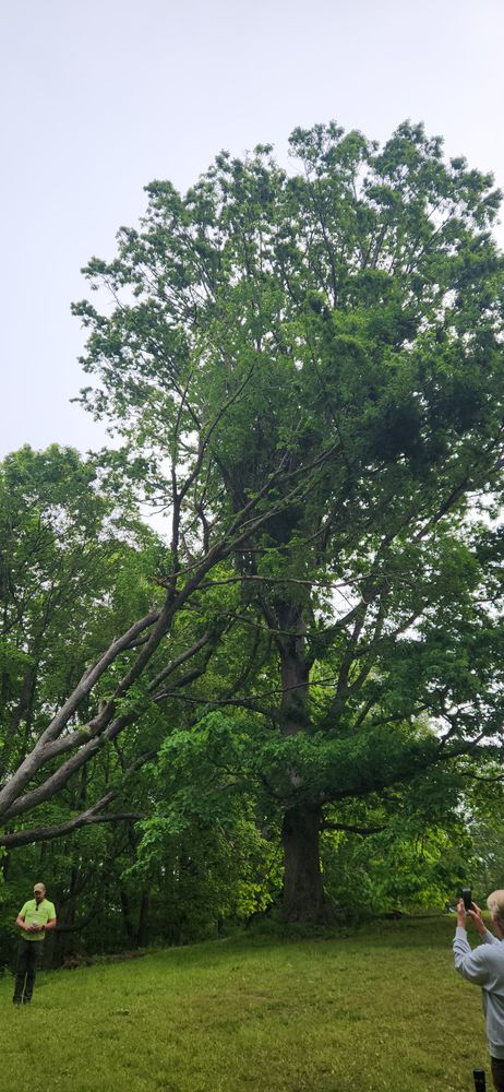 All Photos for Tree Fellers in Sumner County, TN