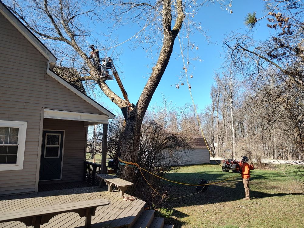 All Photos for Bear Creek Tree Service LLC in Rudyard, MI