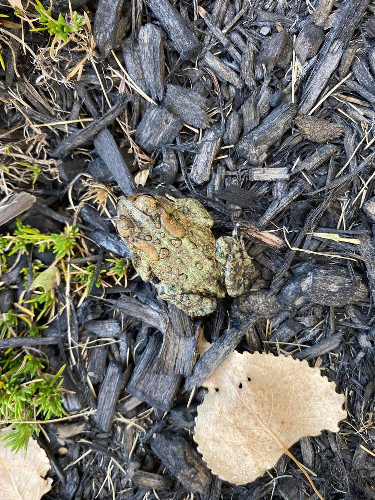 All Photos for Bearforce Lawn Care LLC in Greenfield, IN