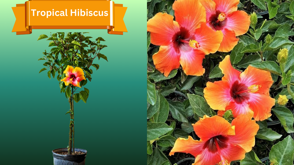 Plant Samples for R.B. & Company in Belleview, FL