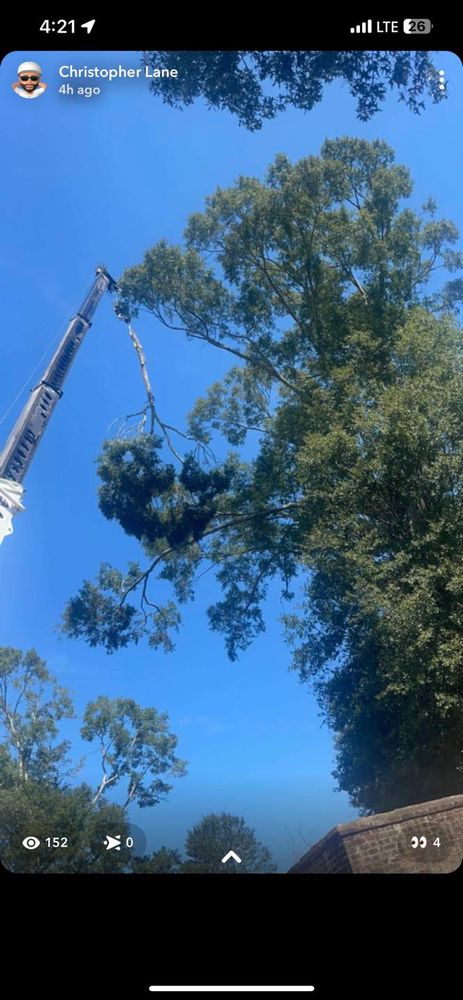 All Photos for Morace Tree Service in Natchez,,  MS
