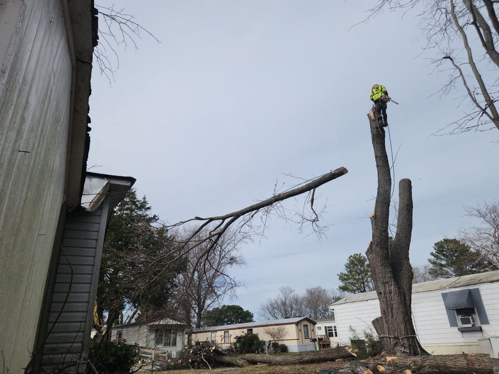 All Photos for Tidewater Tree Service in Chesapeake, VA