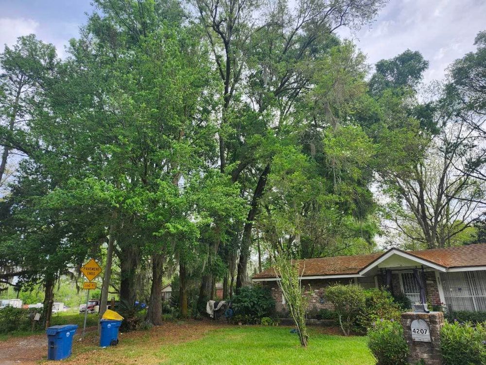 Our professional Tree Trimming service helps improve the health and appearance of your trees, promoting growth and reducing potential safety hazards caused by overgrown branches. Schedule a consultation today! for Top Notch Tree Experts in Orange Park, FL