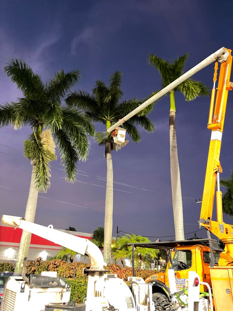 All Photos for Sam's Tree Service in Miami Beach,  FL