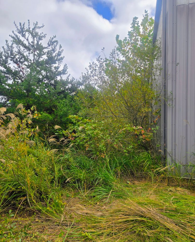 Clean ups and invasive plant management  for C4 TrueVision Renovations in Asheville, NC