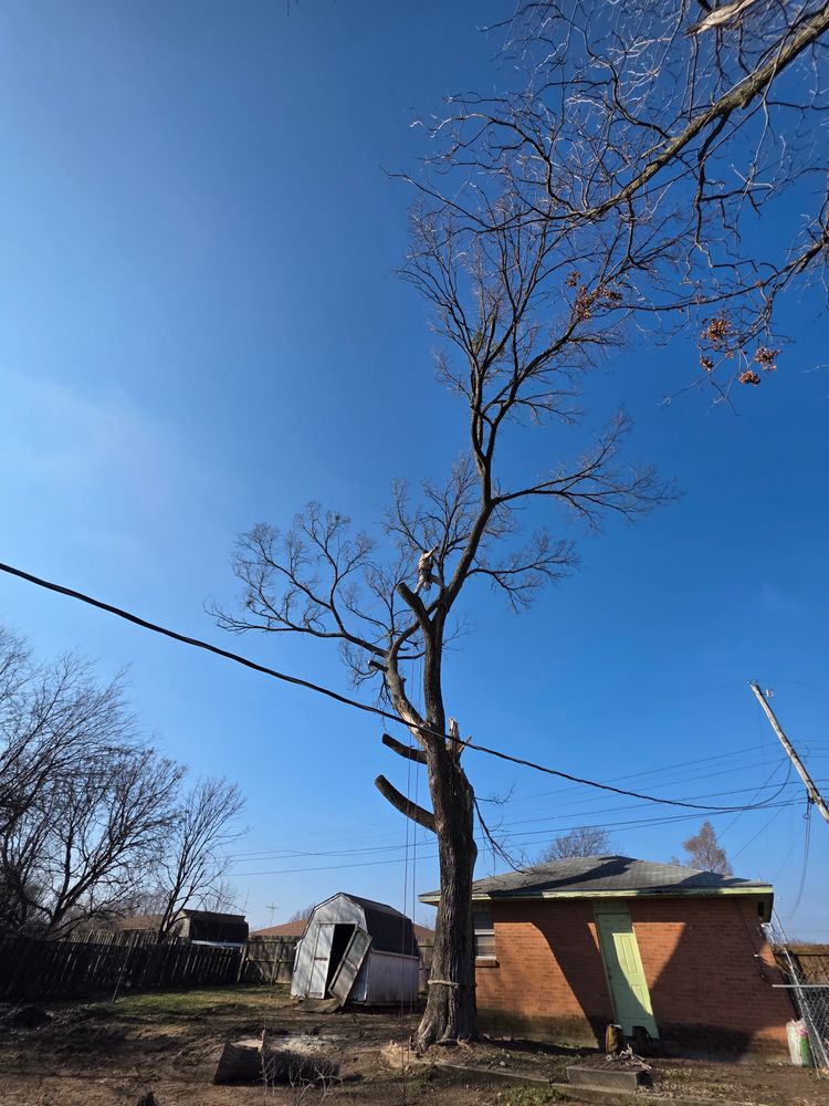 All Photos for Oklahoma Tree Guy in Bartlesville, OK