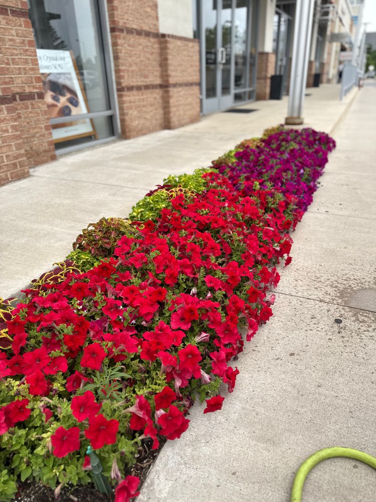 All Photos for Ecogreen Landscape in Denver, CO