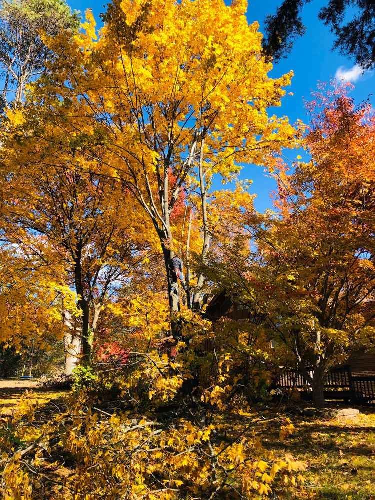 Our Fall Clean Up service is designed to help homeowners prepare for the winter months by efficiently removing leaves, debris, and branches from their property to maintain a clean and tidy landscape. for Lux Arbor Tree Services in Harrisonburg, VA