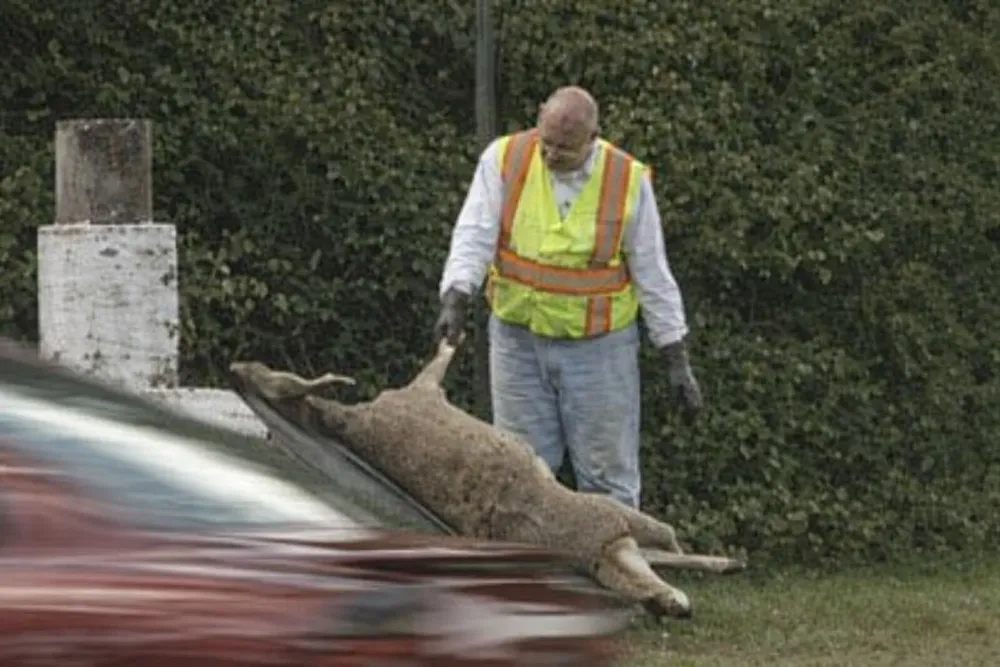 All Photos for All Starr Dead Animal and Deer Removal in Manchester Township, NJ