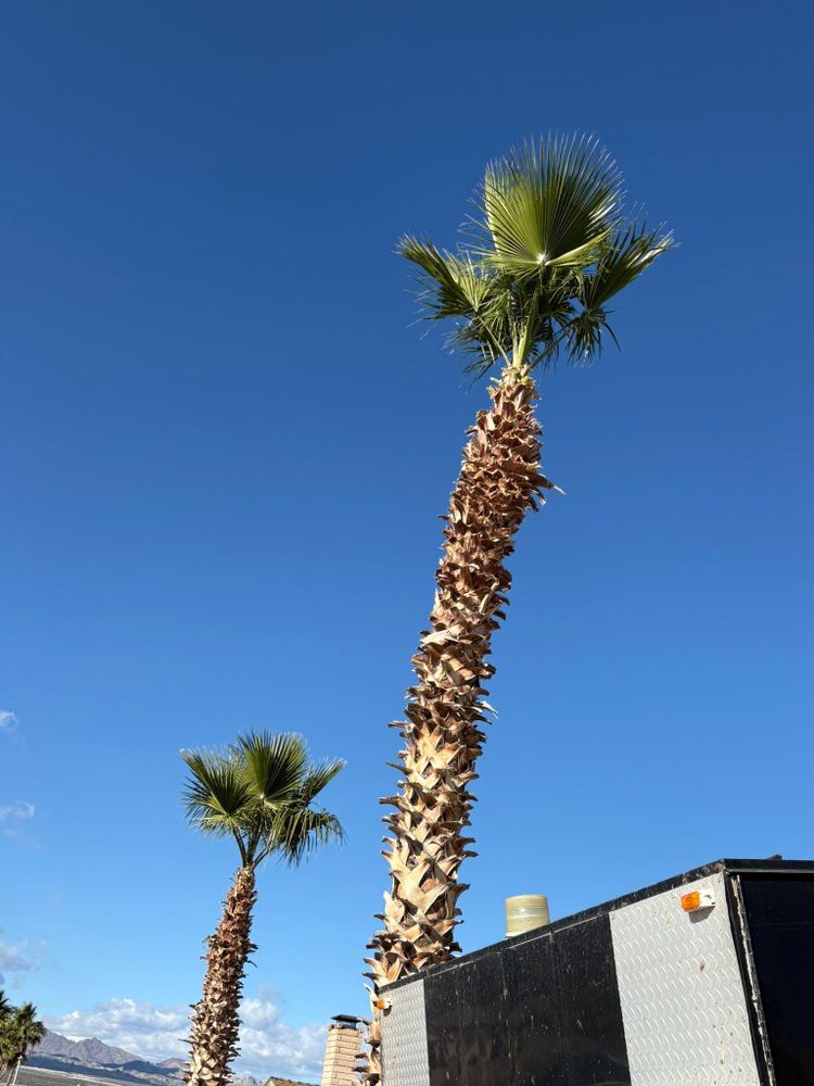 All Photos for Top Notch Landscape Services LLC in Mohave Valley, AZ