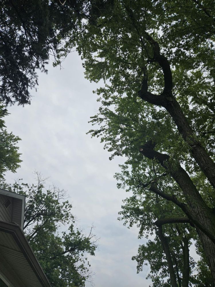 All Photos for Highborn Tree Service in Wheatfield, IN