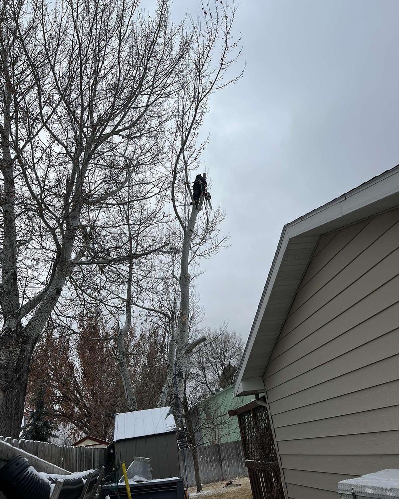 All Photos for Elevated Tree Care in Gillette, WY
