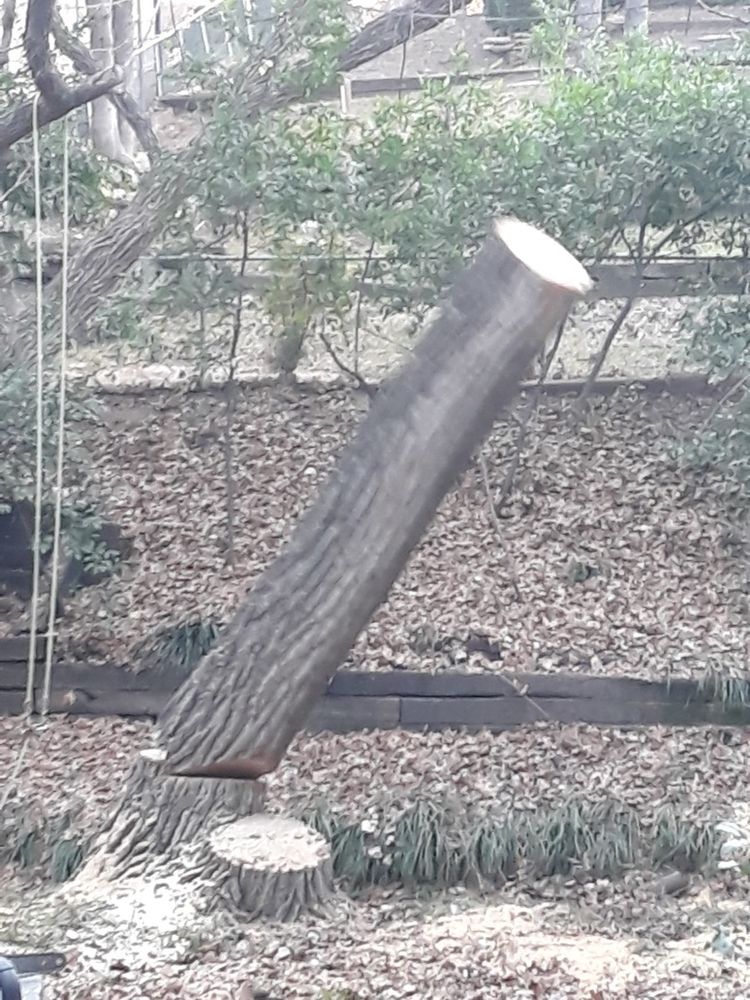 All Photos for TLC Professional Tree Service in Bedford, TX