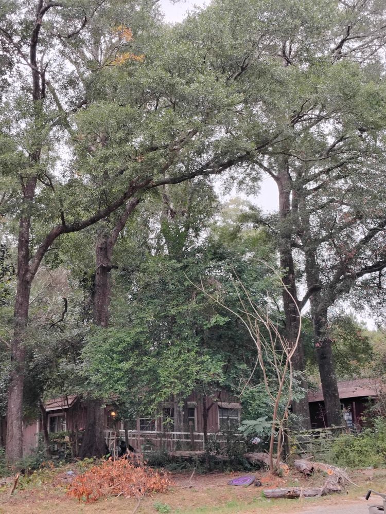 All Photos for Alpers Tree Services in Cleveland, TX