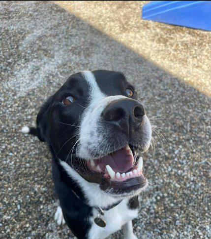 New gallery for Dumbo's Doggy Doors in City of Sammamish, WA