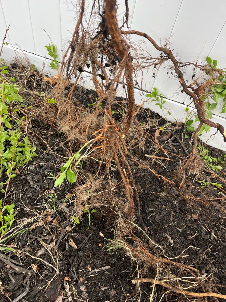 All Photos for J.P Landscaping and excavation in Chattanooga, TN