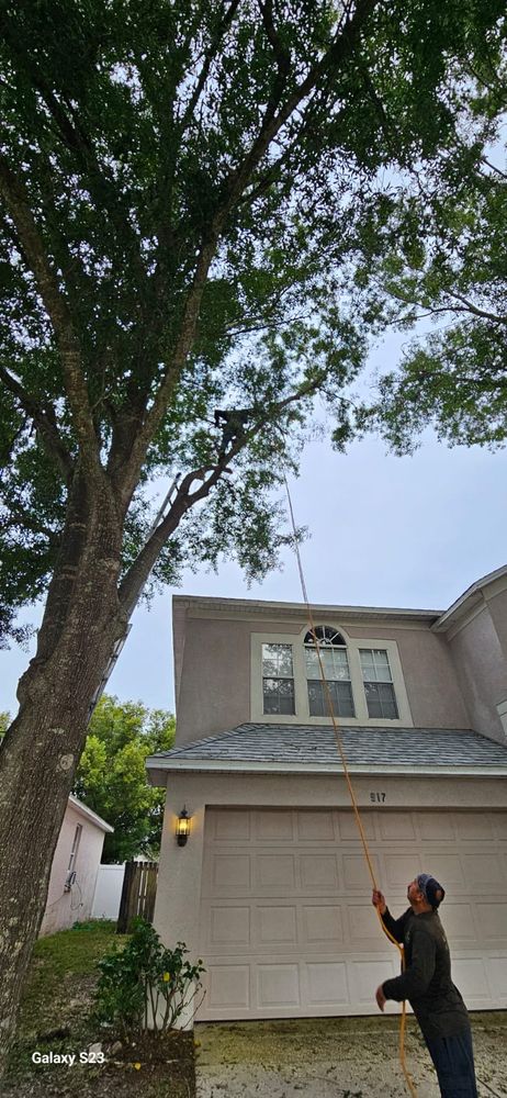 Landscaping for Tezna Landscaping, Trees & Pavers in Valrico, FL