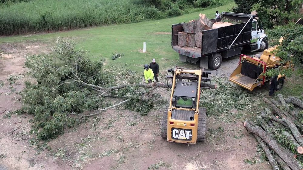 All Photos for Branch Out Tree Care LLC in Fredericksburg, VA