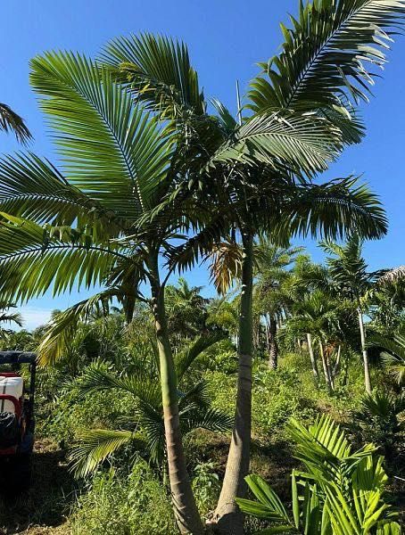 All Photos for Lawn Caring Guys in Cape Coral, FL