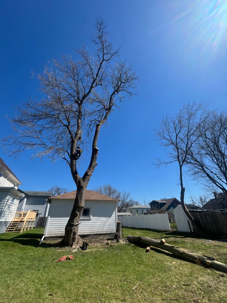 Tree Removal for Licensed to Cut Tree Service in Athens, PA