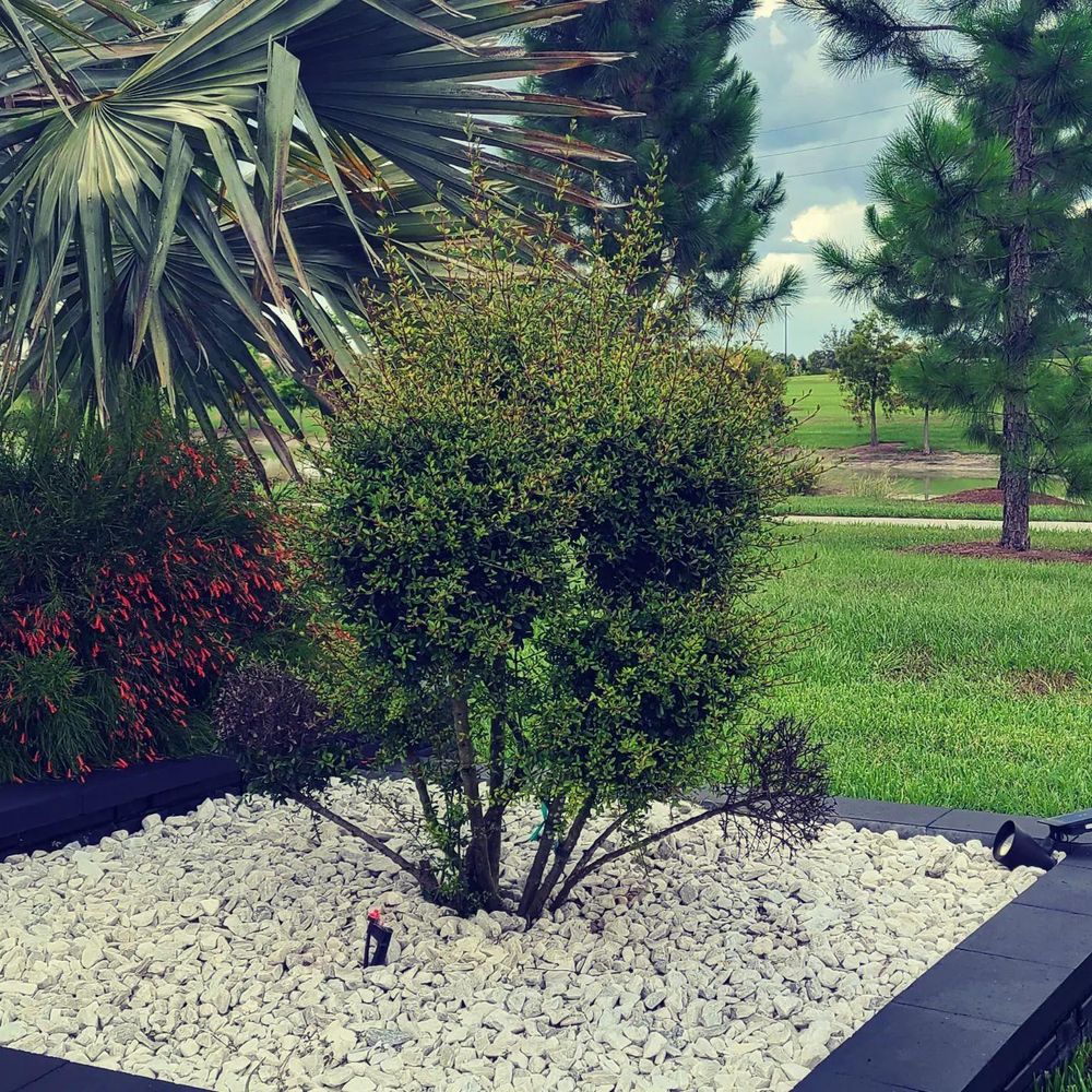 All Photos for TopNotch Landscaping Services  in The Villages, FL