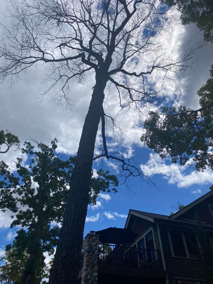 Tree Removal for Ramirez Tree Care in Pontiac, Michigan