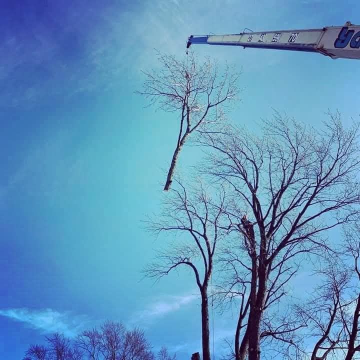 All Photos for Highborn Tree Service in Wheatfield, IN