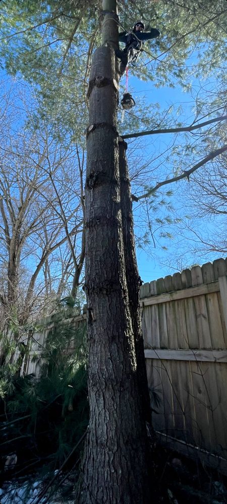 All Photos for D Hale Tree Service in Ann Arbor, MI