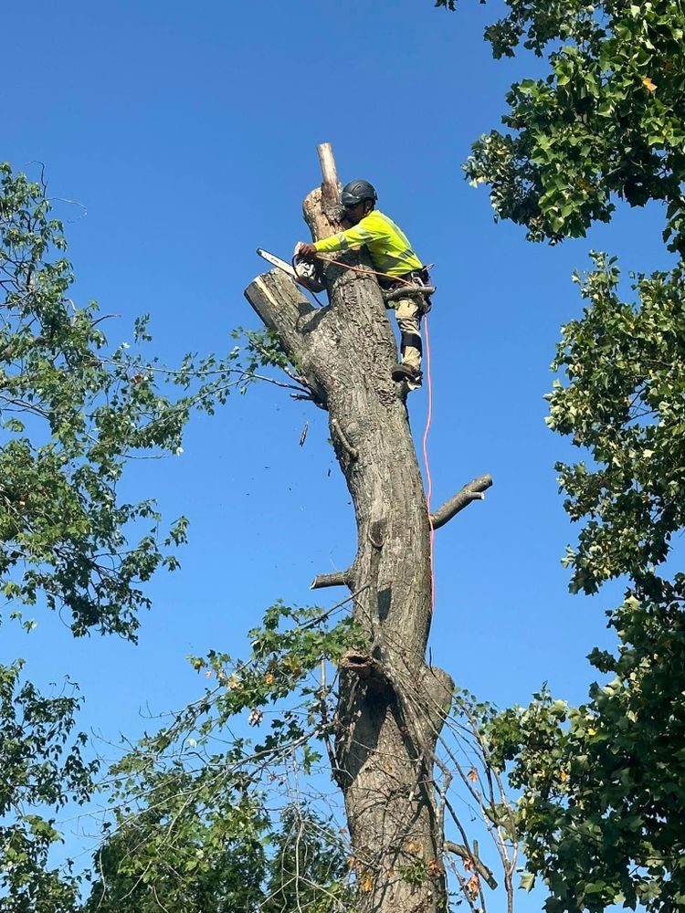 Our Tree Removal service offers safe, efficient removal of unwanted trees using state-of-the-art equipment, ensuring minimal disruption to your landscape while enhancing safety and aesthetics for your home. for Luna Landscaping and Construction in Parkville, MD