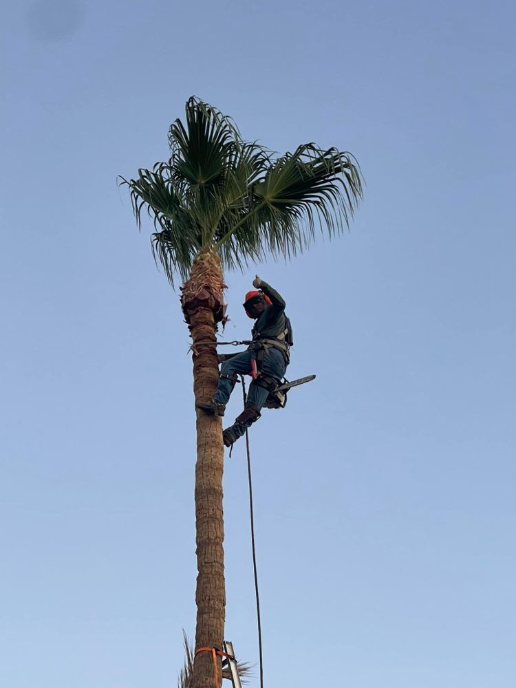 All Photos for Oliver L. Palm & Tree services in Yuma County, AZ