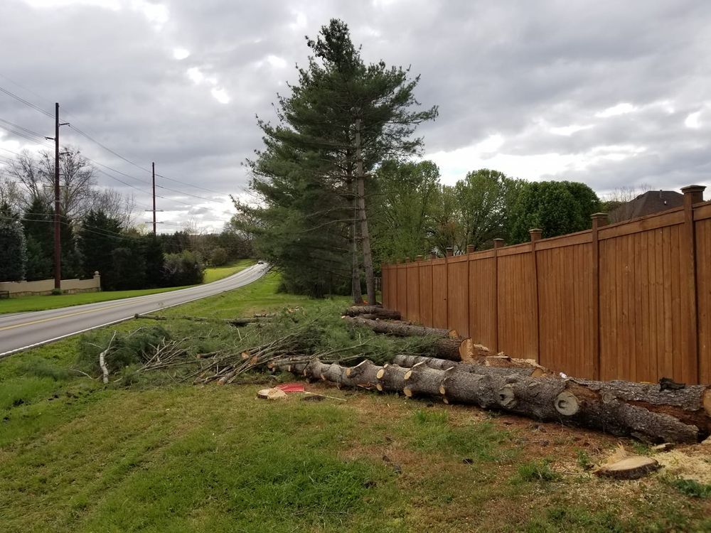 All Photos for Rush Tree Specialist in Knoxville, TN