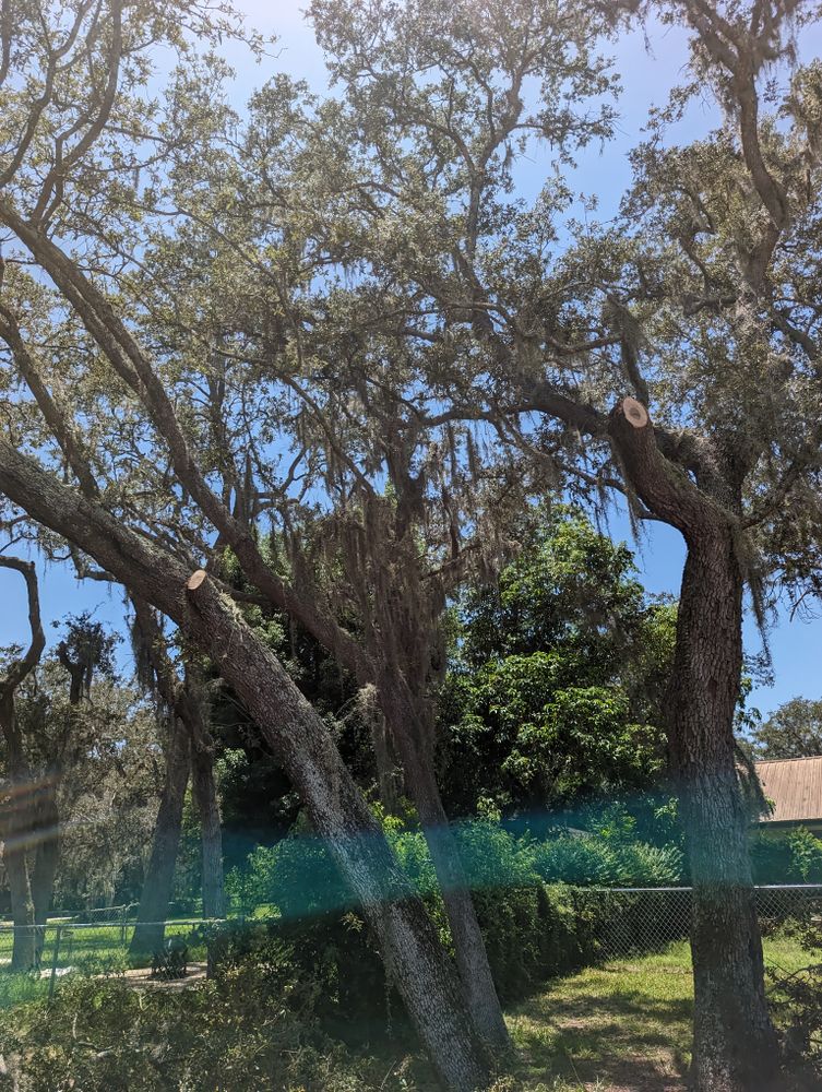All Photos for Regal Tree Service and Stump Grinding in Wauchula, FL