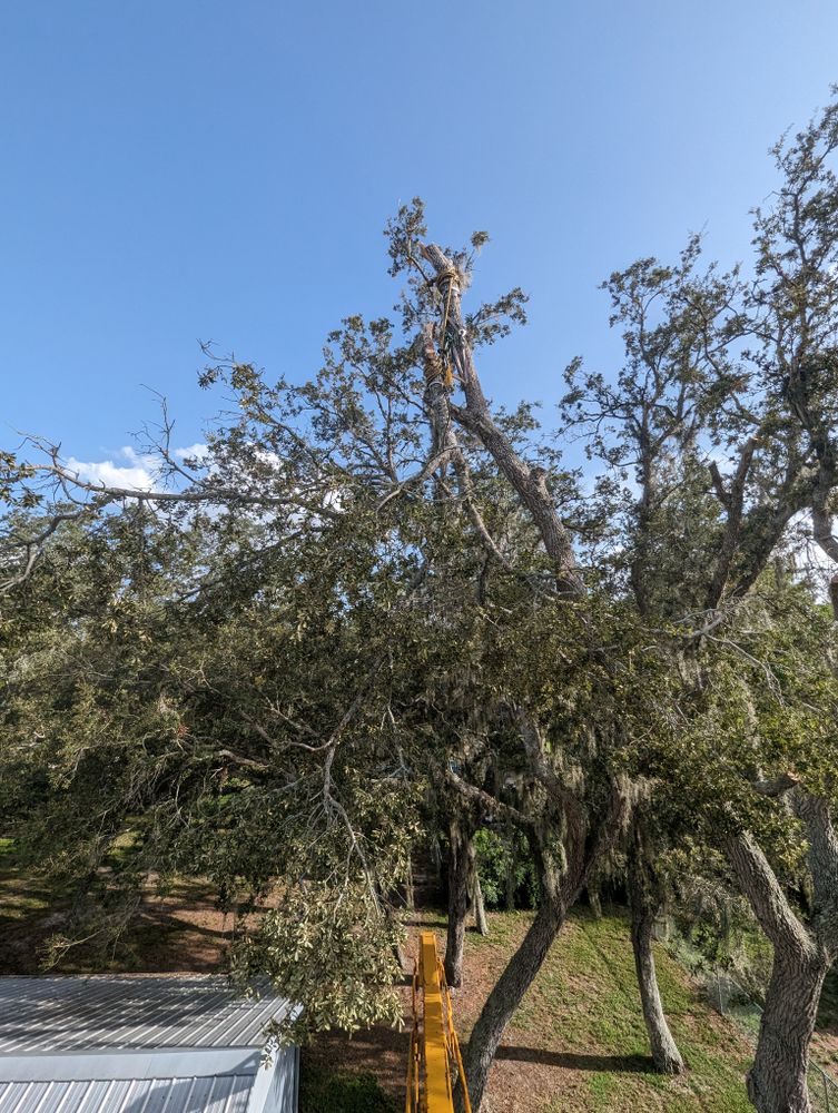 All Photos for Regal Tree Service and Stump Grinding in Wauchula, FL