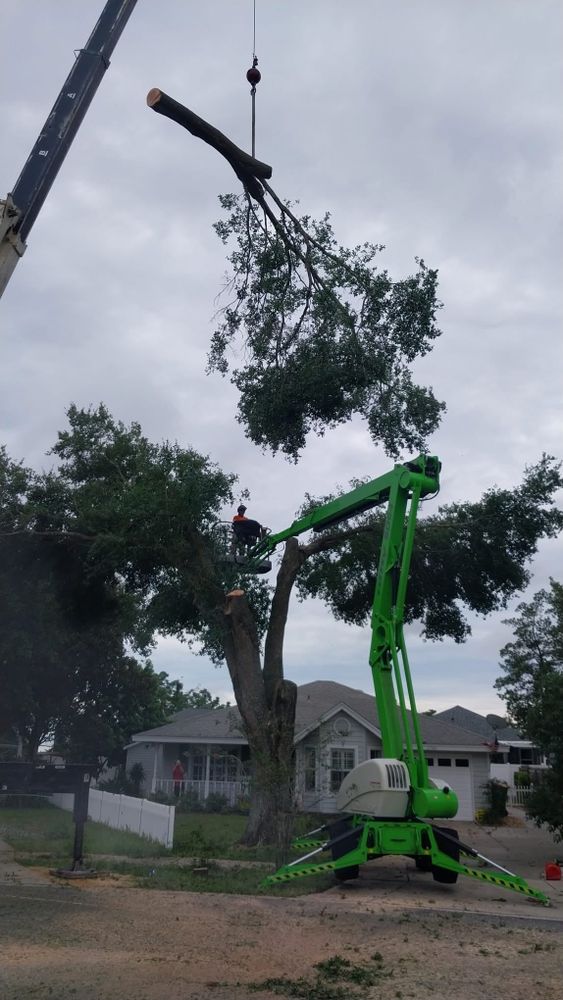All Photos for Daniel Hickey’s Tree Service in DeLand, FL