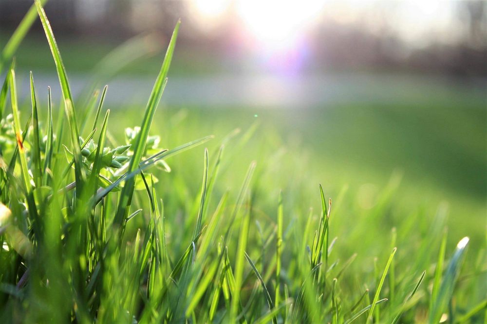 Lawn Care for Green Goat  in Lynchburg, VA