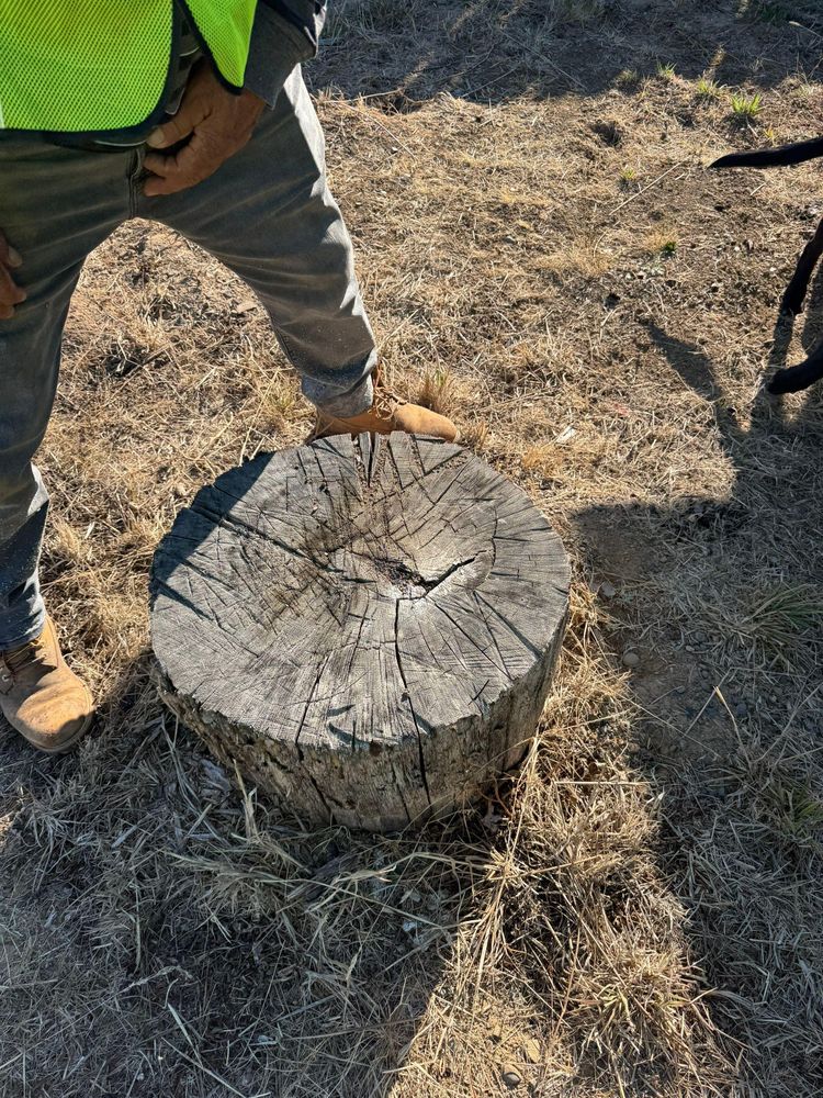 All Photos for Willamette Landscaping and Tree Services in Albany, OR