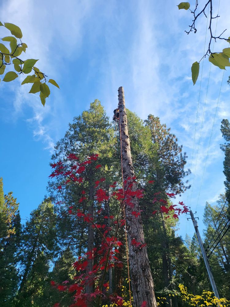 Tree Removal for Terra Heights Tree Experts & Landscaping  in Grass Valley,  CA