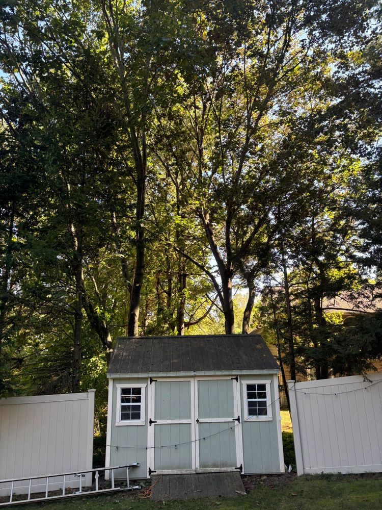 All Photos for T's Trees in Albany, NY