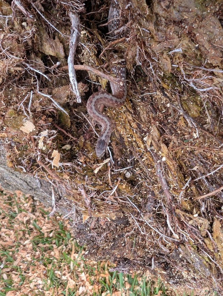 All Photos for Gavin's Lawn Maintenance in Derby, KS