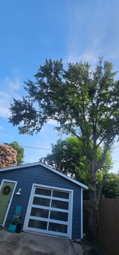 All Photos for Servin's Tree Care  in Houston, TX