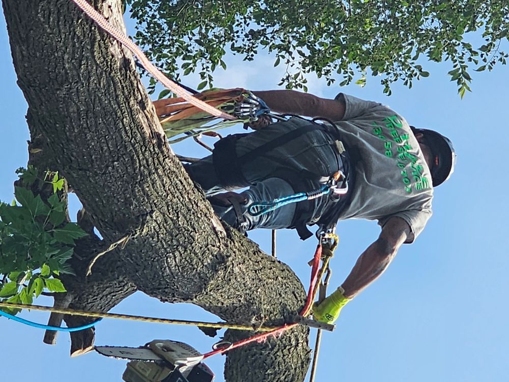 All Photos for D Hale Tree Service in Ann Arbor, MI