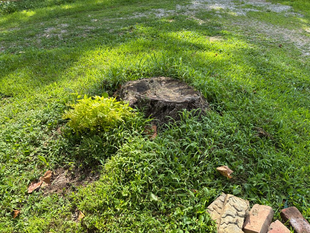 All Photos for Conrad's Stump Removal in Columbus, IN