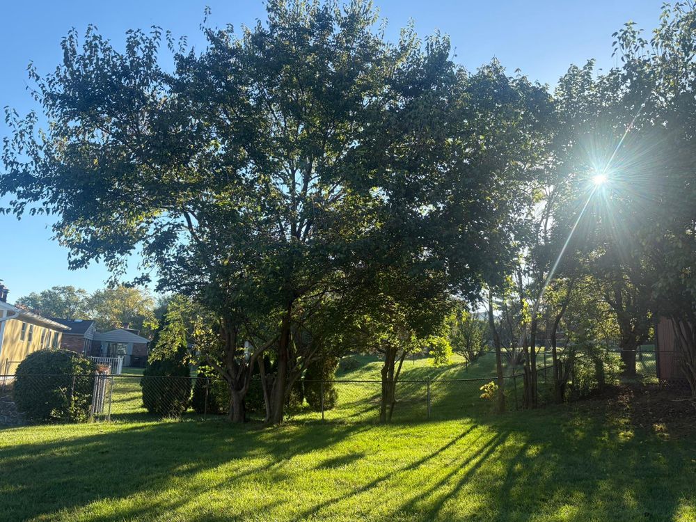 All Photos for Dig-It Tree Company in Mason, OH